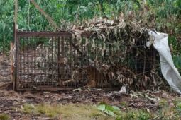 BBKSDA Riau tindaklanjuti laporan warga bertemu 3 ekor harimau di Kampar