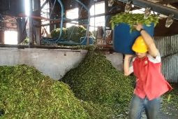 Satu abad Pabrik teh Kayu Aro: pastikan produksi kualitas ekspor tetap terjaga