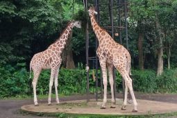 Bandung Zoo Siap Cetak Sejarah! Jerapah Kemal-Tania Segera Punya Keturunan?