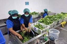 Dapur SPPG MBG di Lampung dukung kesejahteraan warga lokal