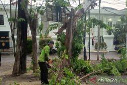 Sudin Tamhut Jaktim sudah pangkas 530 pohon rawan tumbang