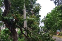 BPBD Bandarlampung: 21 titik pohon tumbang saat hujan disertai angin