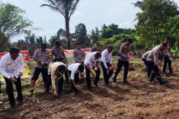 Polres dan Forkopimda Natuna tanam jagung dukung swasembada pangan
