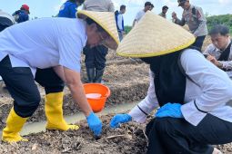 Pemkab Cirebon menggencarkan program penanaman jagung pipil