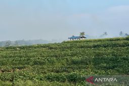 Pemkab Kuningan menjadikan ubi jalar sebagai komoditas unggulan daerah