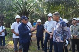 PTPN IV wujudkan industri sawit berkelanjutan