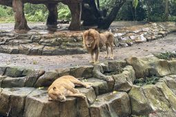 YMT menegaskan miliki akta sah untuk kelola Bandung Zoo