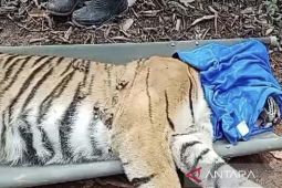 Kepala BBTNBBS sebut video viral warga dimangsa harimau hoaks