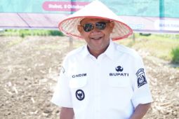 Bupati Langkat hadiri tanam jagung serentak