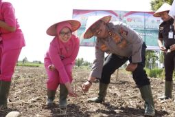 Polres Langkat tanam jagung di lahan satu hektare