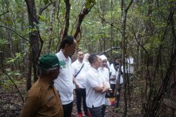 Jasaraharja Putera tanam pohon pelepak