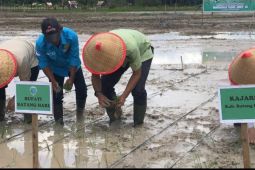 Bupati Batang Hari dorong petani Desa jelutih capai swasembada pangan