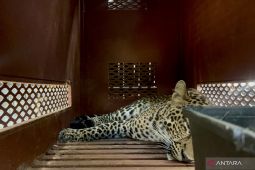 Kondisi terkini macan tutul yang sempat masuk hotel, sudah sehat