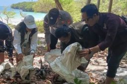 BKSDA Maluku melepasliarkan 18 ekor ketam kenari ke habitatnya di Tanimbar Selatan
