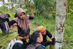 Empat beruang muncul di perkebunan warga Agam