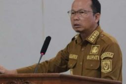 Bangka Tengah kembangkan padi gogo di lahan peremajaan sawit