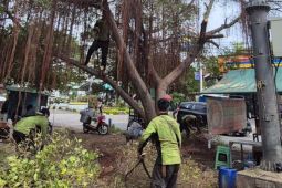 Sudin Tamhut Jakut tangani 6.007 pohon rawan tumbang sepanjang 2025