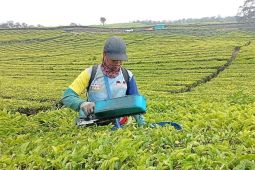 Satu abad menjaga mutu teh bersama teknologi warisan Belanda