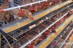 Babel tambah pasokan telur ayam ras 33,5 ton