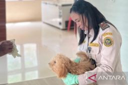 BKHIT Maluku vaksinasi rabies gratis hewan peliharaan sambut Hari Karantina