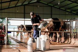 Susu dalam Program Makan Bergizi Gratis buka peluang ekonomi bagi peternak lokal