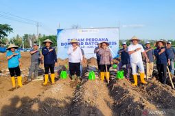Kementerian Pertanian tanam perdana tebu bongkar ratoon di Situbondo