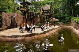 YMT siapkan revitalisasi Bandung Zoo jadi konservasi kelas dunia