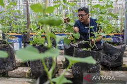 Pengembangan sistem pertanian terpadu di Kota Serang