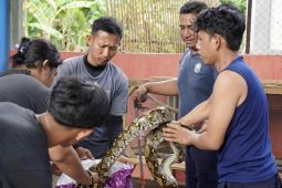 Pemkab Lamsel lepas liarkan enam ular hasil tangkapan dari rumah warga