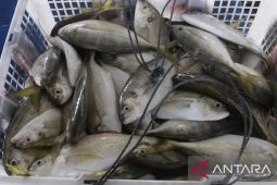 Ekspor perikanan Babel turun Rp30 miliar