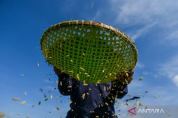 Hari pangan dunia untuk Astacita