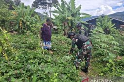 Satgas TNI Yonif 511/DY berikan edukasi bercocok tanam warga Karubaga