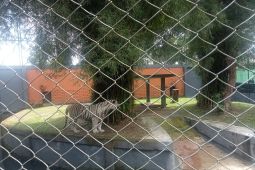 Taman Rimba Jambi  perkenalkan dua penghuni baru harimau benggala dan singa putih afrika