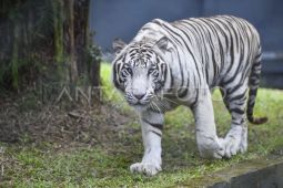 Pengenalan koleksi baru satwa Taman Rimbo Zoo