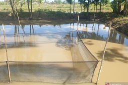 Pemkab Banyuasin berupaya pertahankan sebagai penghasil ikan patin terbesar di Sumsel