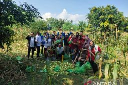 Bapas Palu panen Jagung Pulut, dukung program ketahanan pangan Nasional