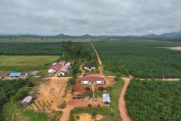 PLN dukung electrifying agriculture: Listrik andal dorong produktivitas industri sawit di Ketapang