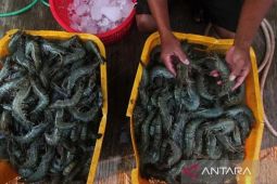 KKP sebut udang lokal masih jadi primadona masyarakat Nusantara