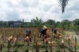Ditjenpas Jambi gandeng Bulog serap jagung binaan Lapas Narkotika