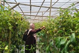 Lahan tanam cabai dengan sistem 'green house' di Mataram mulai dipetakan