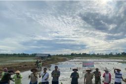 BRMP Maluku catat realisasi tanam padi di Maluku capai 65 persen dari target 2025