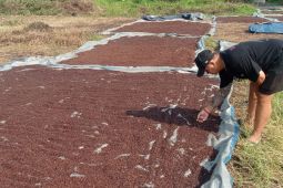 Info harga cengkeh di Lebak, relatif stabil