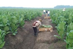 PTPN cadangkan 500 Hektare lahan untuk hidupkan Kembali kejayaan Tembakau Deli