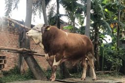 Sumsel larang keras potong sapi betina produktif