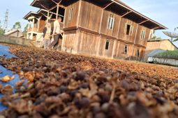 Pemprov Lampung perkuat strategi pembangunan subsektor perkebunan