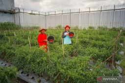Lapas Lombok Barat panen 572 kilogram cabai merah hasil bertani warga binaan