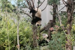 Menengok dunia "gemoy" nya panda di Chengdu