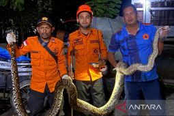 BPBD Aceh Barat bantu evakuasi ular piton masuk ke dalam rumah warga