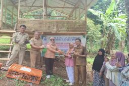 Pemprov Sulbar salurkan 1.000 ekor ayam KUB kepada kelompok wanita tani Mamuju