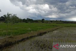 Babel targetkan tanam padi sawah 2.173 ha pada musim tanam II wujudkan swasembada beras
